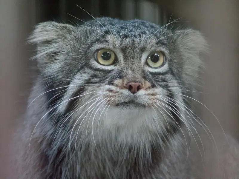 野毛山動物園のフィーガの写真
