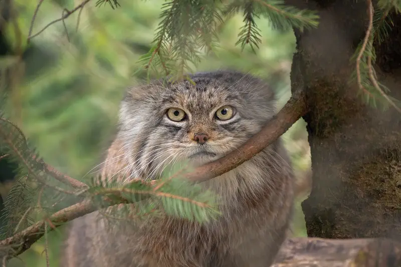 ヘラブルン動物園のスタブシの写真