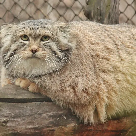 レニングラード動物園のハンの写真