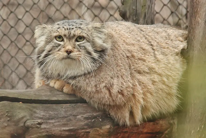 レニングラード動物園のハンの写真