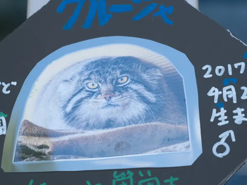 旭山動物園のグルーシャの写真