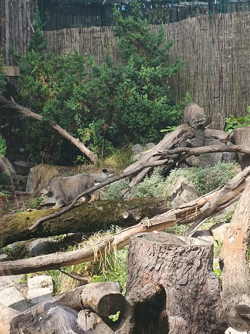 ヴロツワフ動物園のクビとザリナの写真