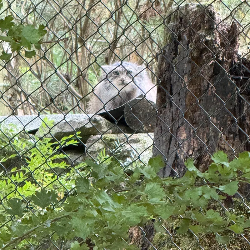 オペル動物園のフェイの写真