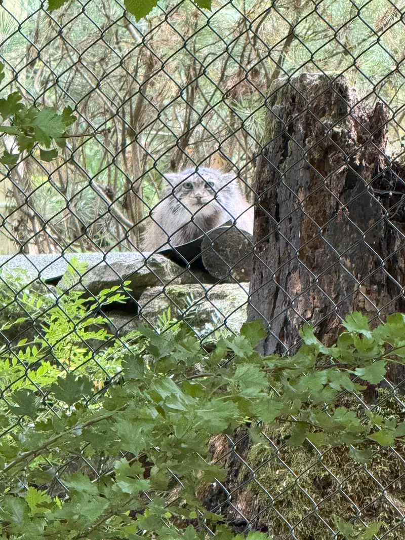 オペル動物園のフェイの写真