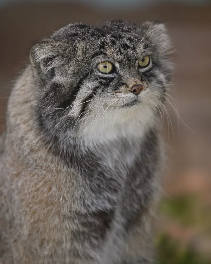 神戸市立王子動物園のイーリスの写真