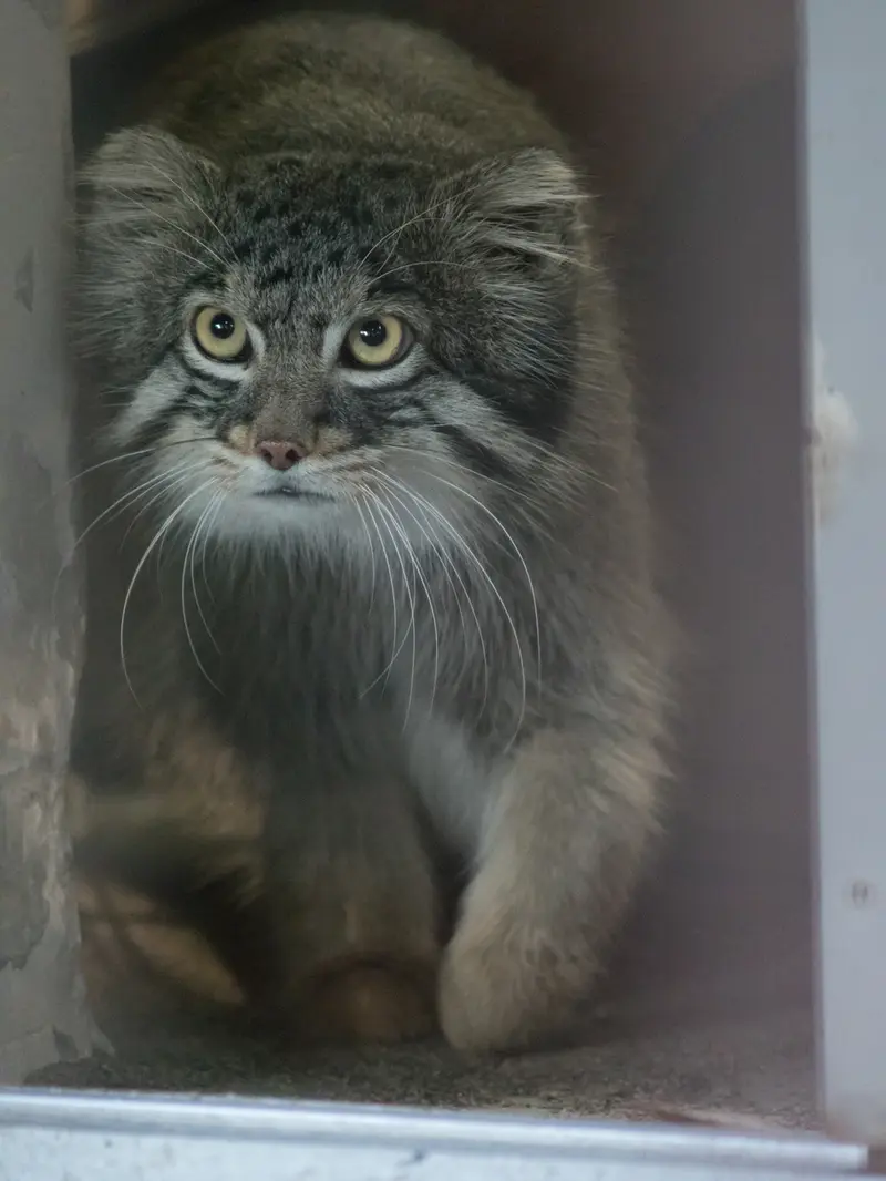 野毛山動物園のフィーガの写真