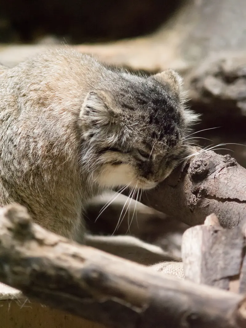 恩賜上野動物園のプリームラの写真