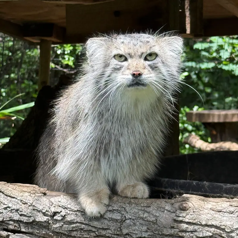 スミソニアン国立動物園のセバの写真