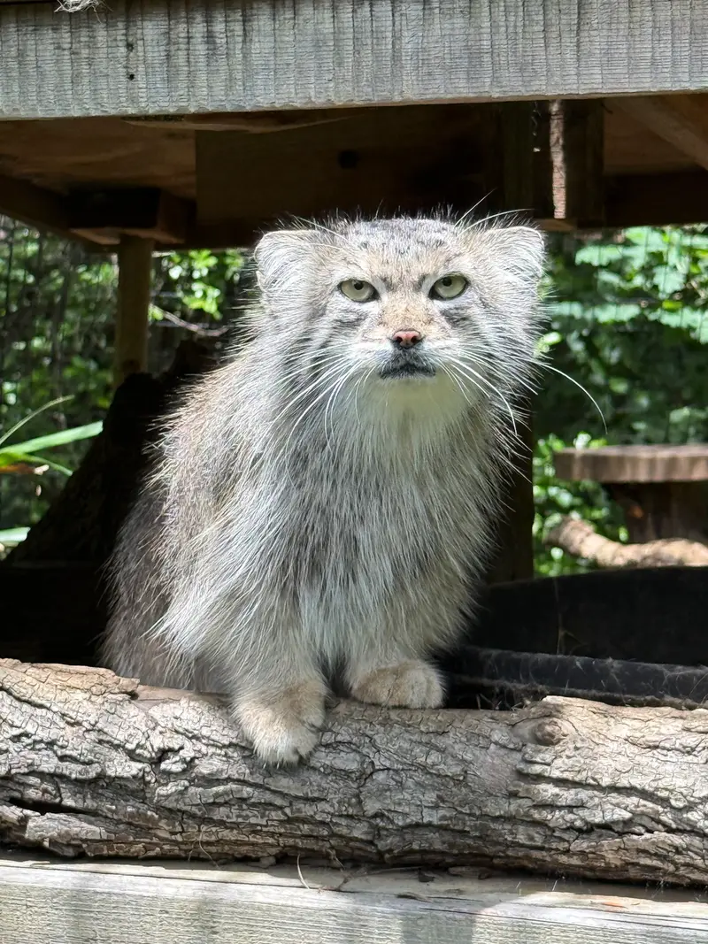 スミソニアン国立動物園のセバの写真