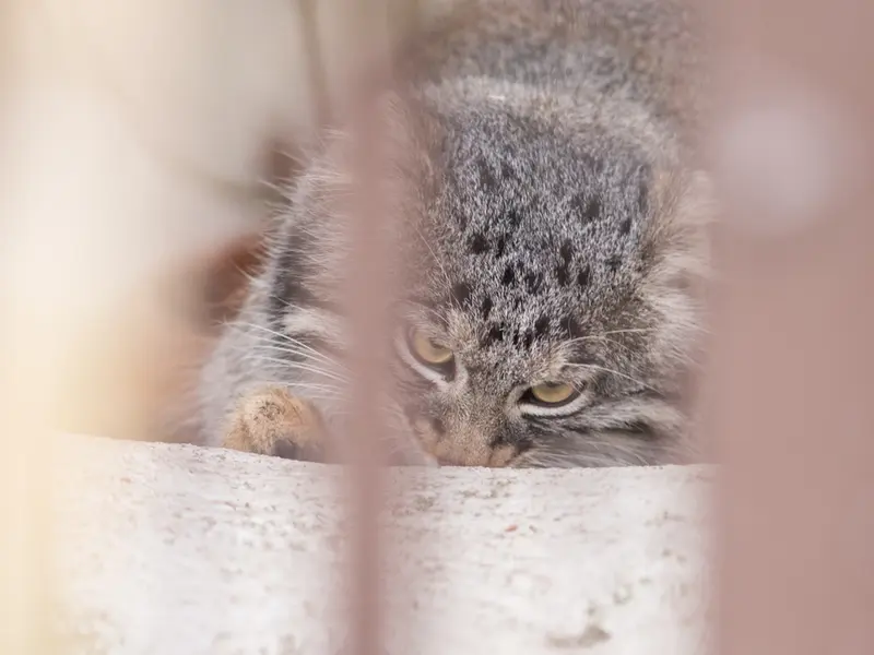 野毛山動物園のフィーガの写真