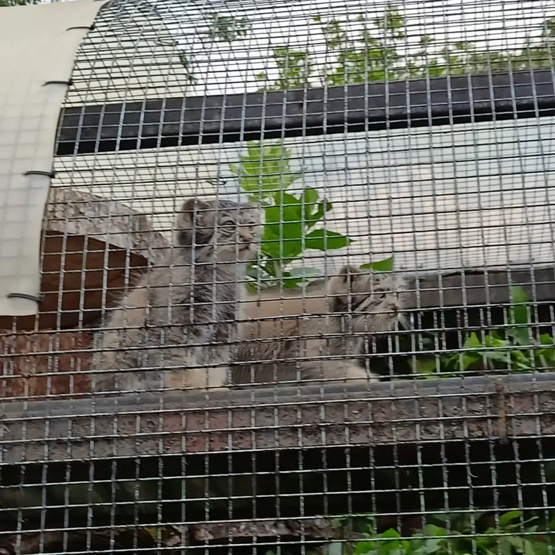 マヌルネコの写真