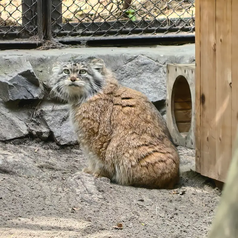 ノヴォシビルスク動物園のラストチカの写真