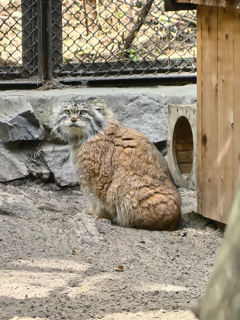 ノヴォシビルスク動物園のラストチカの写真