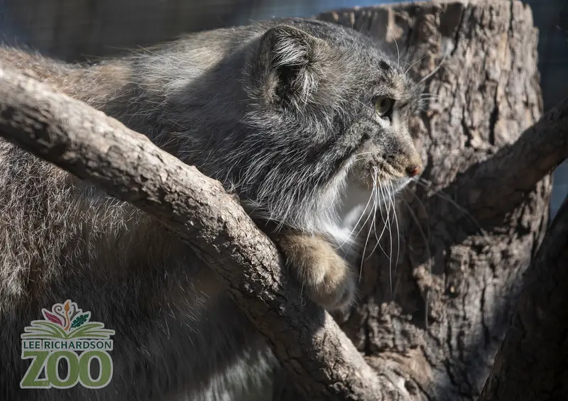 リー・リチャードソン動物園のキルの写真