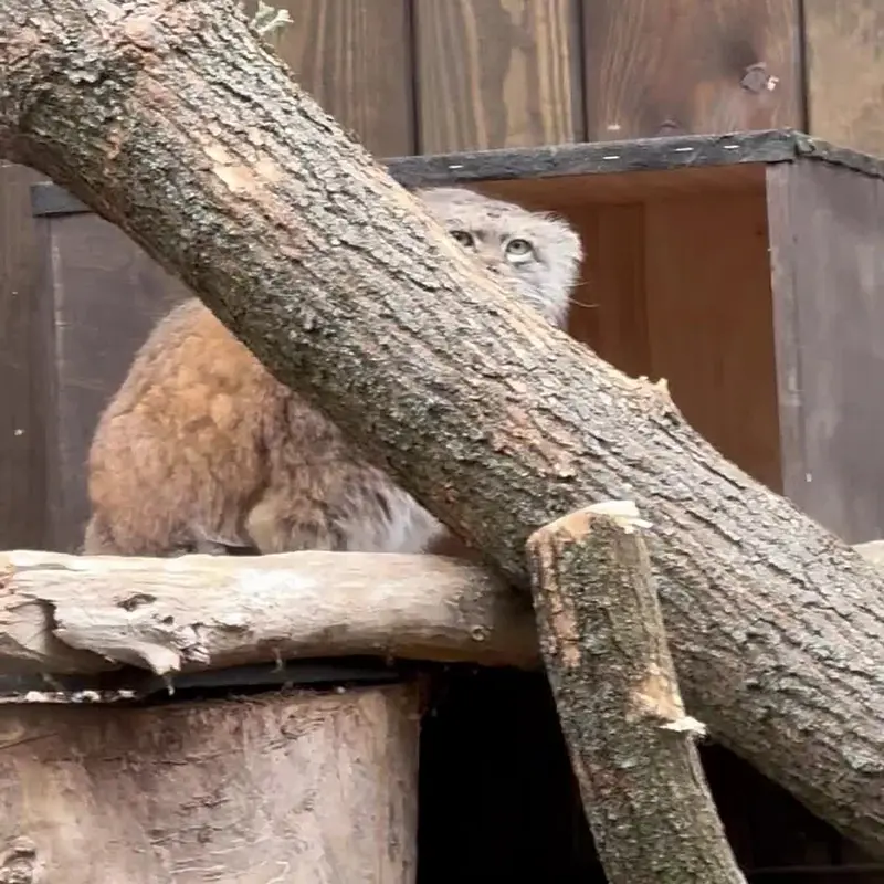 ワルシャワ動物園のマヌルネコの写真