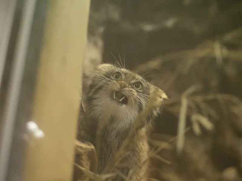 恩賜上野動物園のフィーガの写真