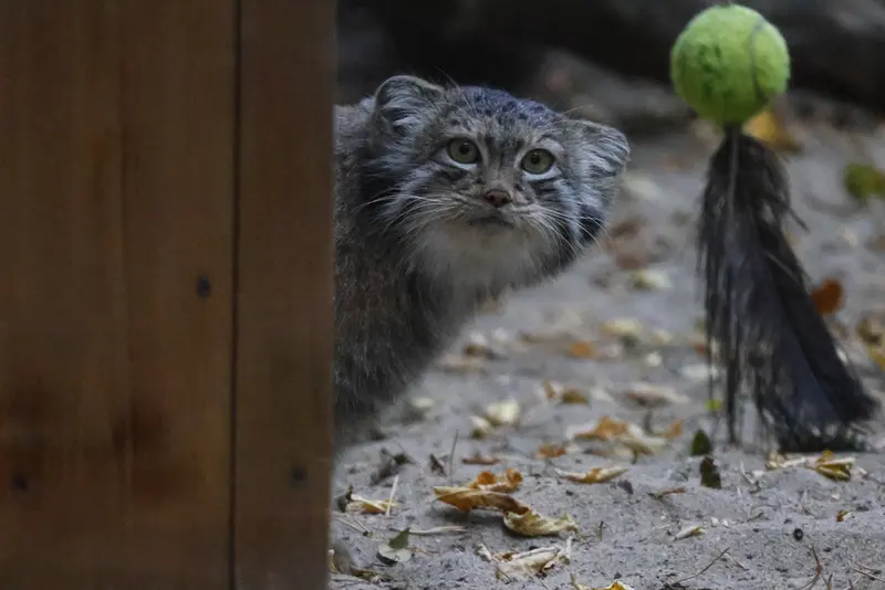 ノヴォシビルスク動物園のスネジャナの写真
