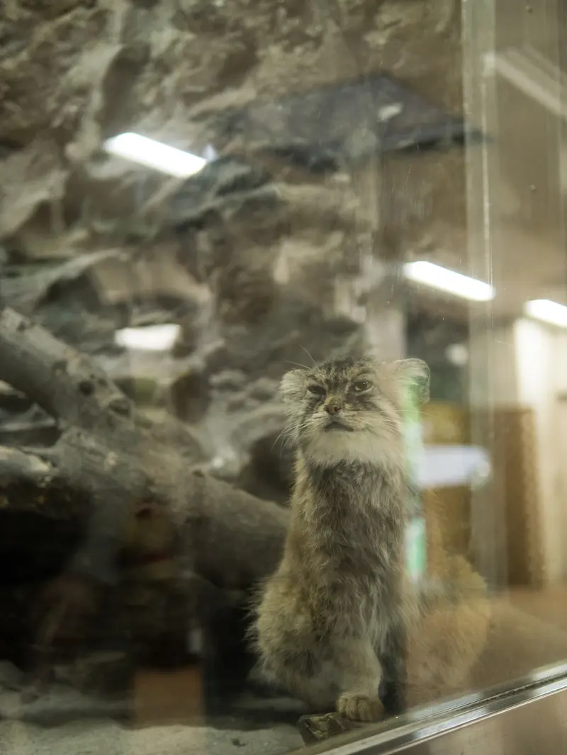 恩賜上野動物園のプリームラの写真