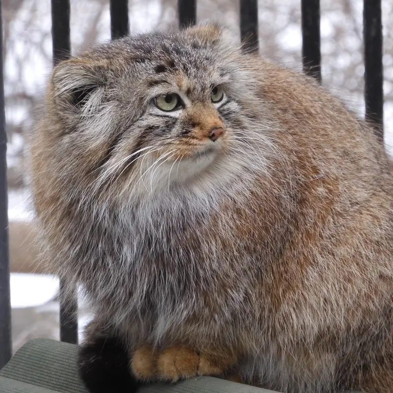 ノヴォシビルスク動物園のガビの写真