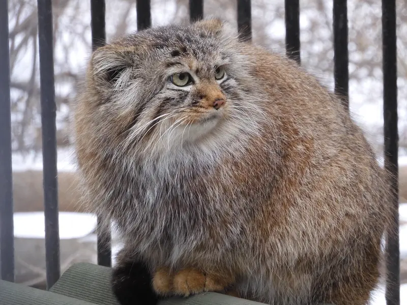 ノヴォシビルスク動物園のガビの写真