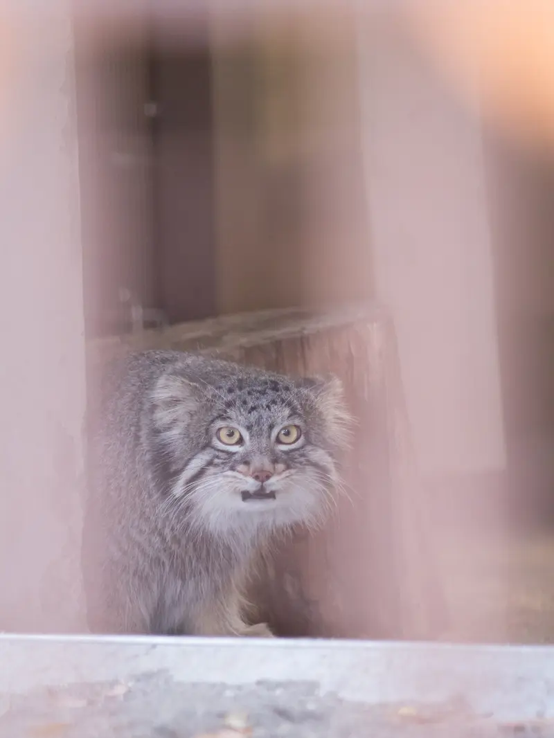 野毛山動物園のフィーガの写真