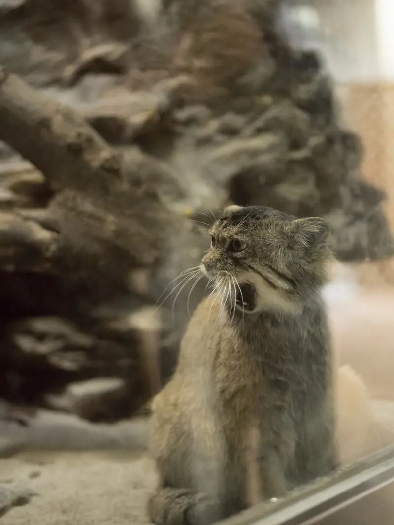 恩賜上野動物園のプリームラの写真