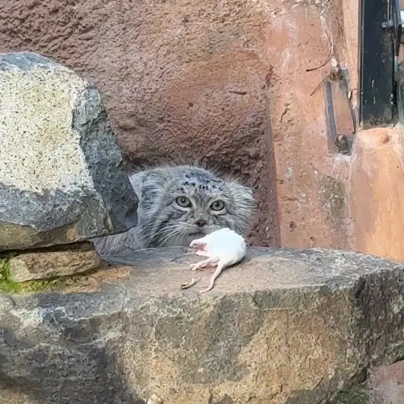 プラハ動物園のマヌルネコの写真
