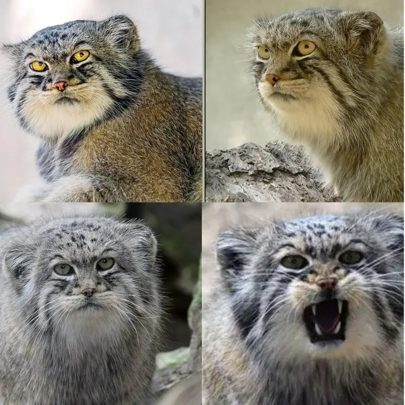 マヌルネコの写真