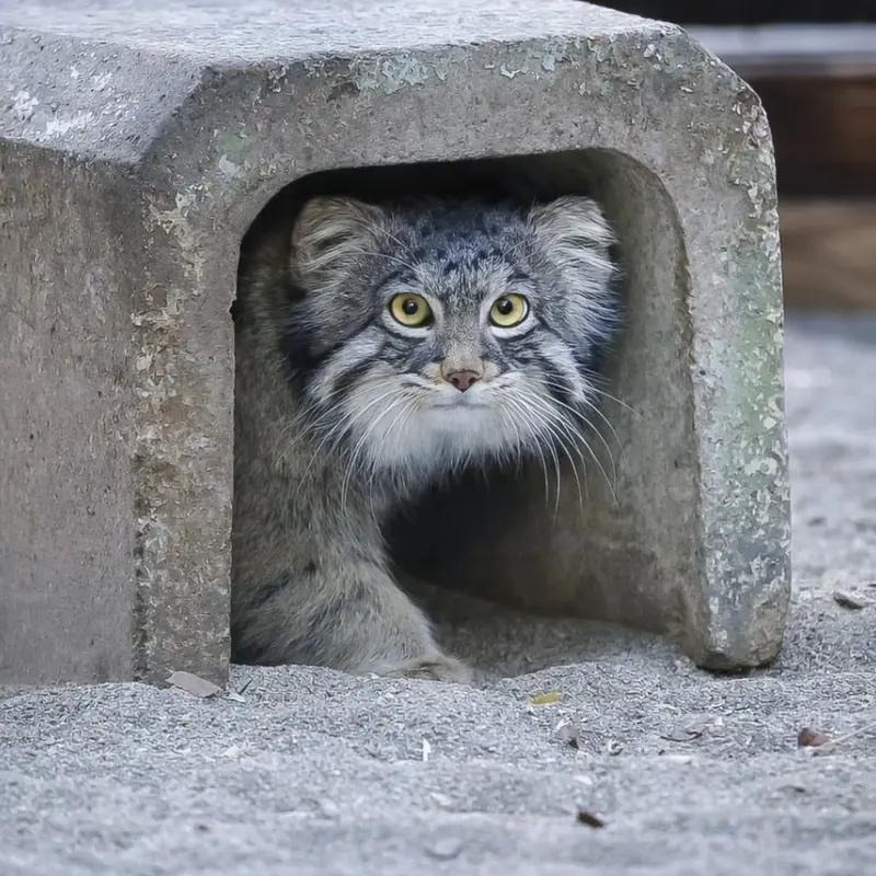 野毛山動物園のフィーガの写真