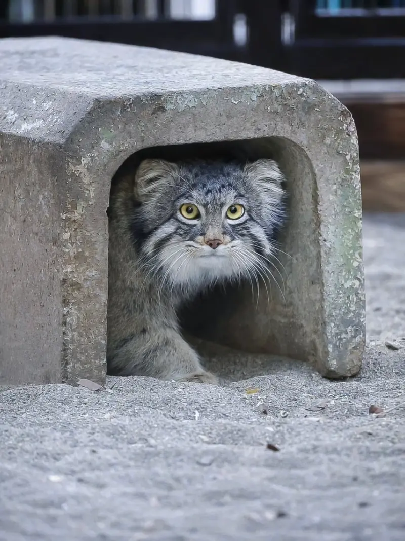 野毛山動物園のフィーガの写真