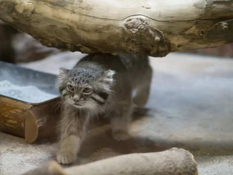 恩賜上野動物園のクリョンの写真