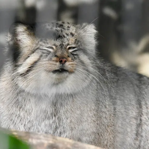 東山動植物園のエルの写真