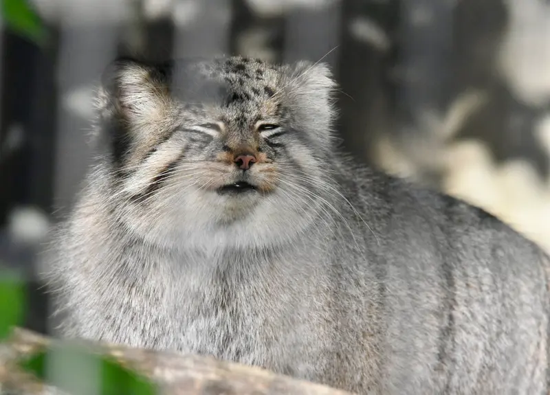 東山動植物園のエルの写真