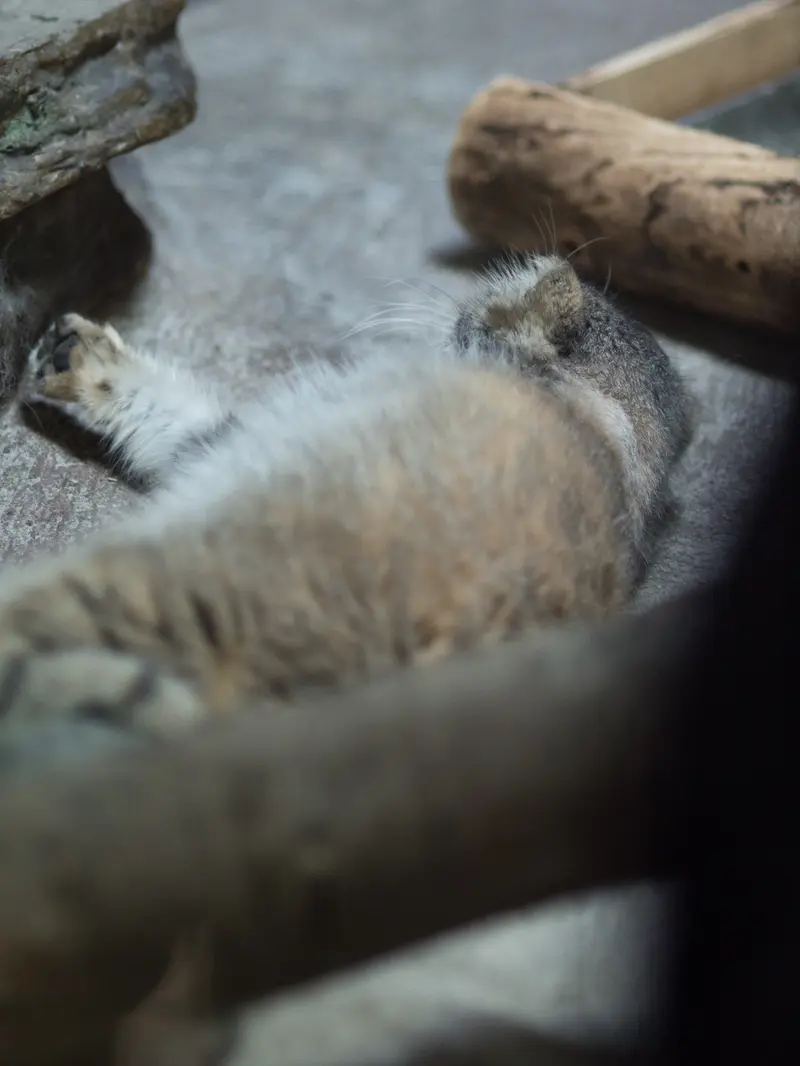 恩賜上野動物園のプリームラの写真