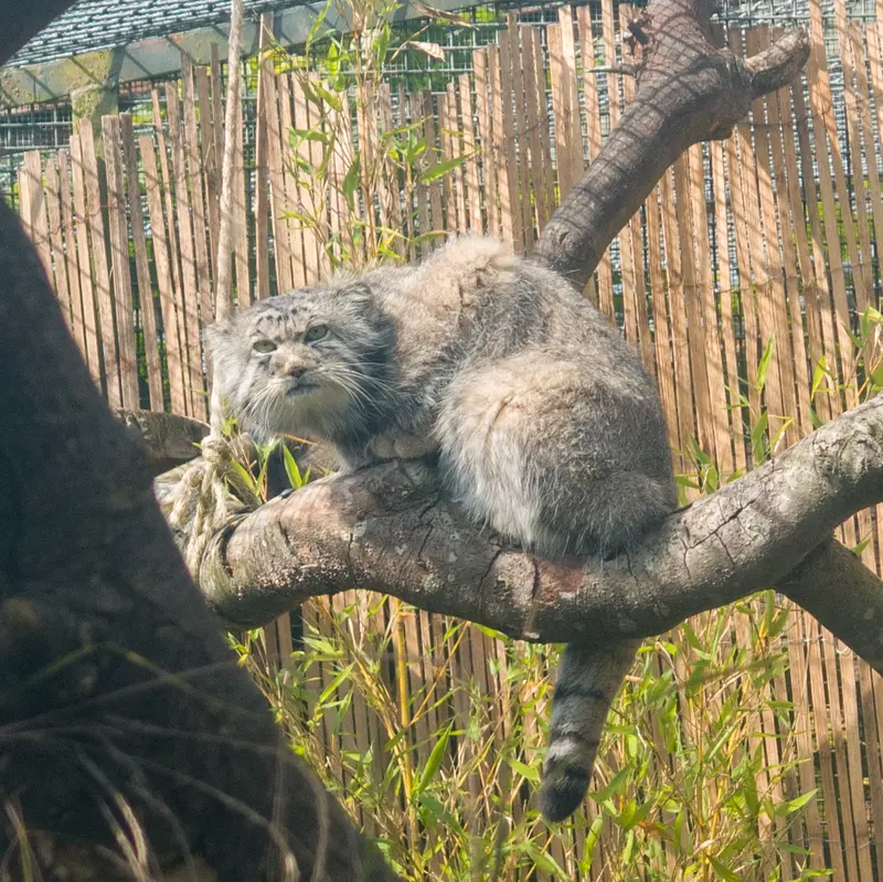 エディンバラ動物園のアキコの写真