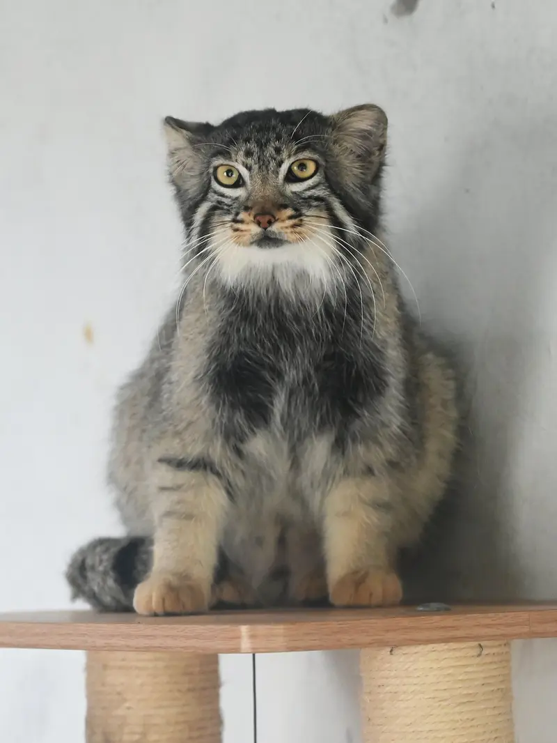 青海チベット高原野生動物園のスン・ダーニャンの写真