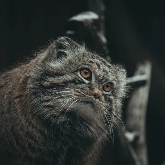 タリン動物園のマーズの写真
