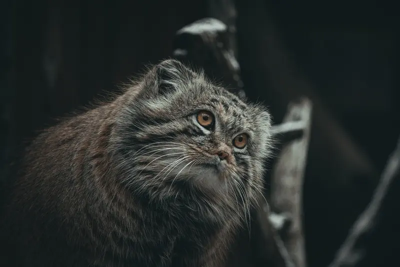 タリン動物園のマーズの写真