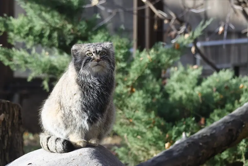 モスクワ動物園のティモフェイの写真