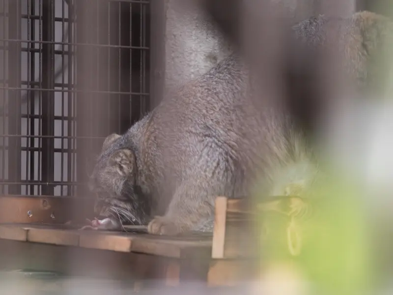 野毛山動物園のフィーガの写真
