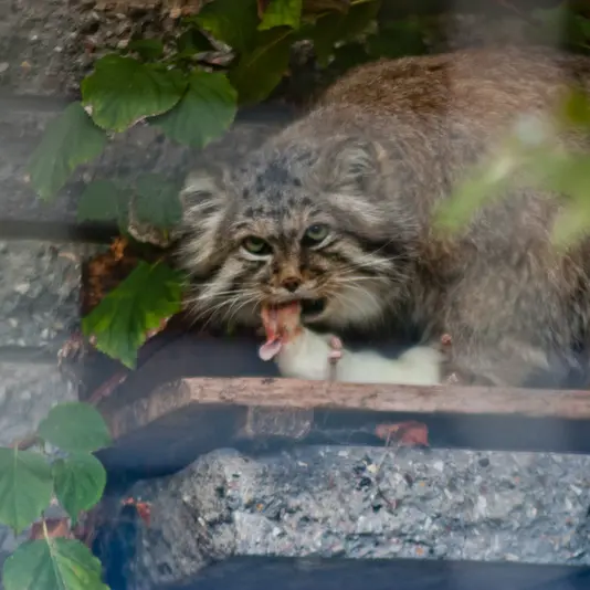 マクデブルク動物園のジョナサンの写真