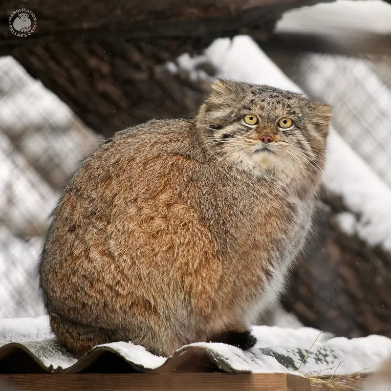 ノヴォシビルスク動物園のミアの写真
