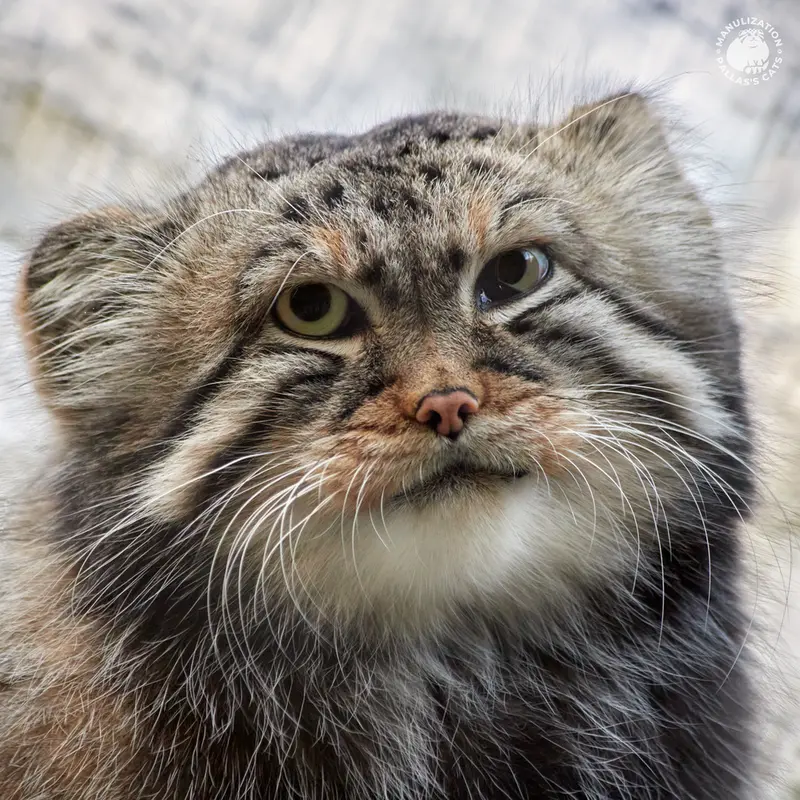 ノヴォシビルスク動物園のゼレノゴルスクの写真