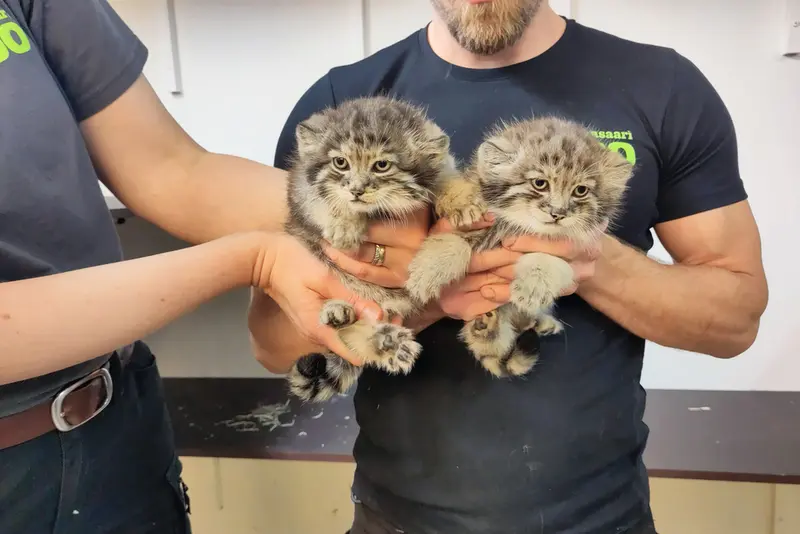 コルケアサーリ動物園のコッリ・オッリとカッティ・マッティの写真