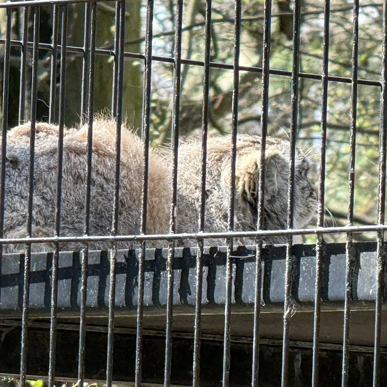クラクフ動物園のジンギスの写真