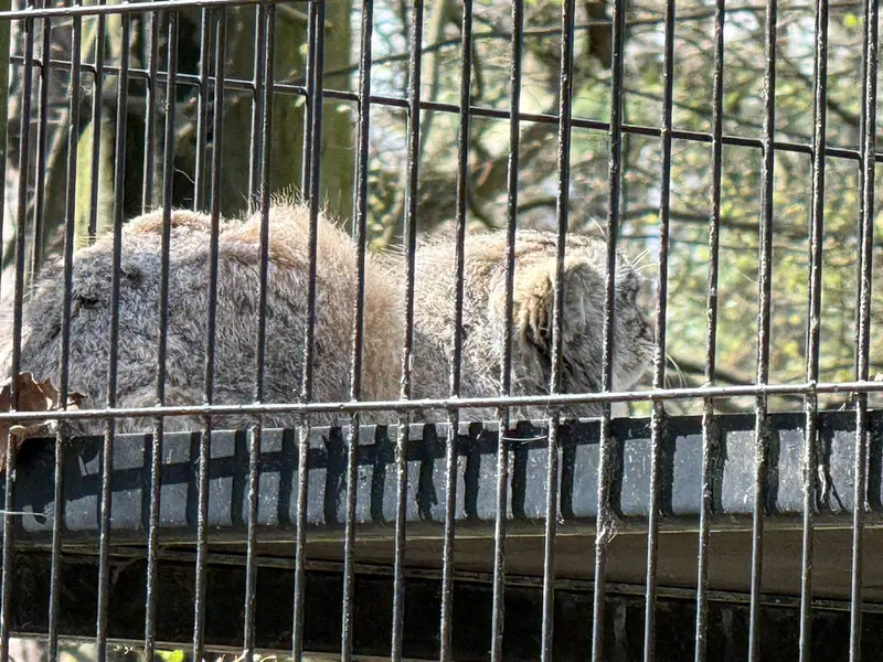 クラクフ動物園のジンギスの写真