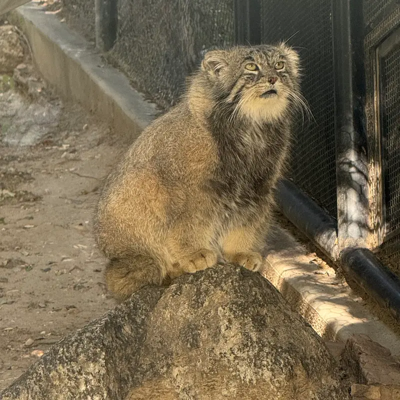 プエブロ動物園のタイ・チーの写真