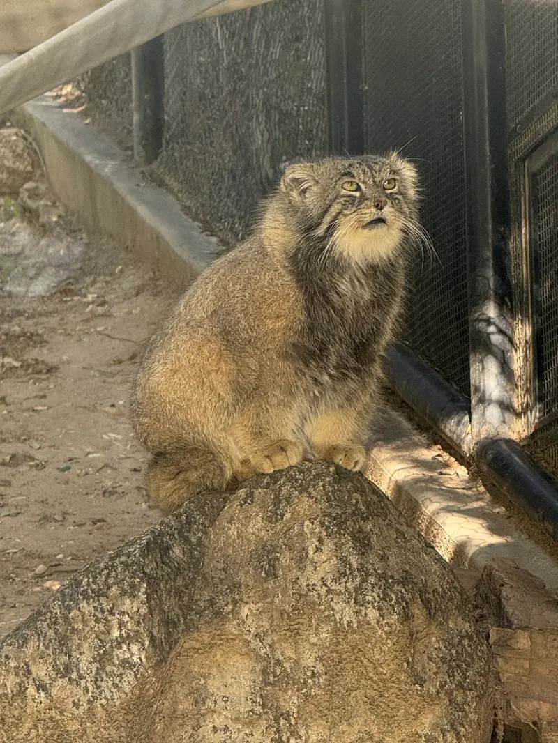 プエブロ動物園のタイ・チーの写真