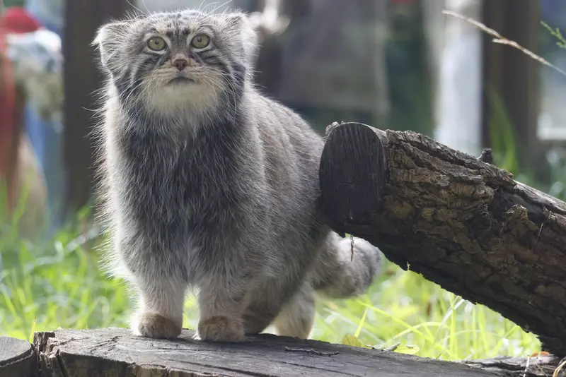 モスクワ動物園のティモフェイの写真