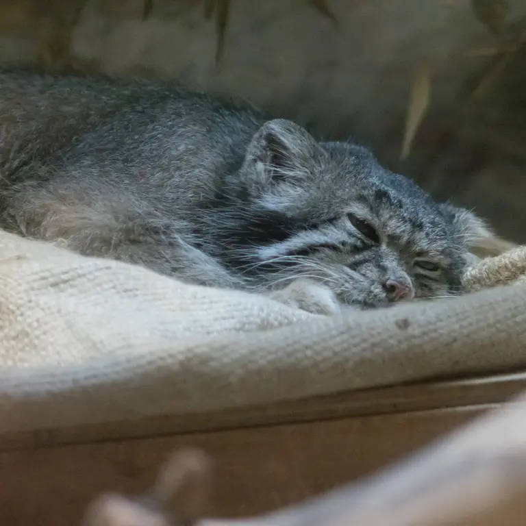 恩賜上野動物園のクリョンの写真